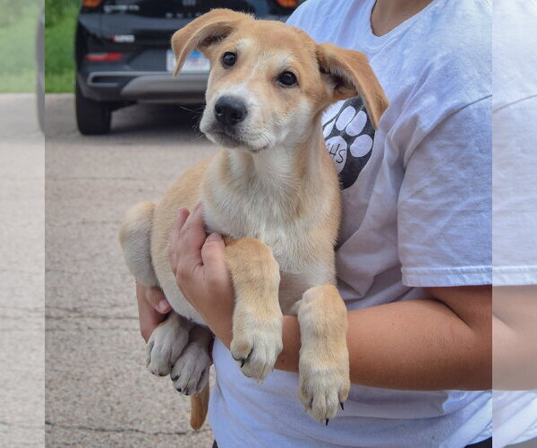 Medium Photo #4 Anatolian Shepherd-German Shepherd Dog Mix Puppy For Sale in Huntley, IL, USA