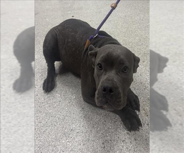 Medium Photo #1 American Pit Bull Terrier-Unknown Mix Puppy For Sale in Conroe, TX, USA