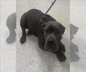 American Pit Bull Terrier-Unknown Mix Dogs for adoption in Conroe, TX, USA