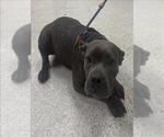 Small American Pit Bull Terrier Mix