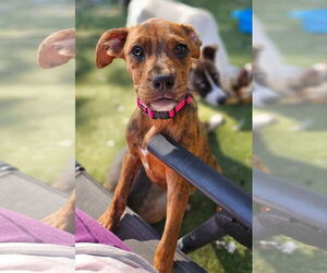 Boxer-Unknown Mix Dogs for adoption in Woodbury, NY, USA
