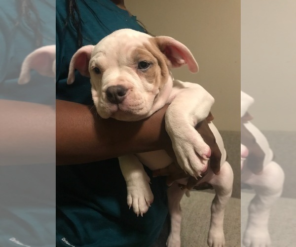 Medium Photo #3 American Bully Puppy For Sale in BOONE, IA, USA