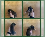 Puppy Green Boxer