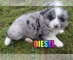 Small Photo #3 Miniature Australian Shepherd Puppy For Sale in jasper, AR, USA