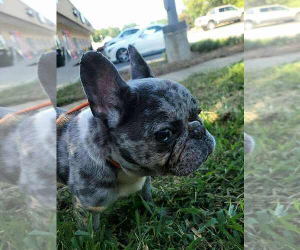 Medium Photo #3 French Bulldog Puppy For Sale in New York, NY, USA