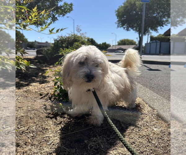 Medium Photo #2 Maltese-Unknown Mix Puppy For Sale in Chico, CA, USA