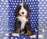Small Photo #1 Bernedoodle Puppy For Sale in COCHRANVILLE, PA, USA