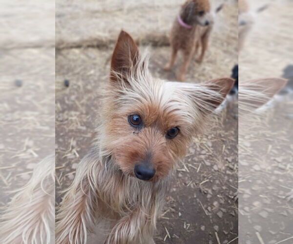 Medium Photo #9 Mutt Puppy For Sale in Pacolet, SC, USA