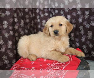 Golden Retriever Puppy for sale in SHILOH, OH, USA