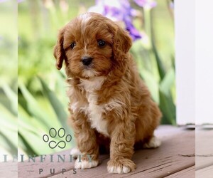Cavapoo (Miniature) Puppy for Sale in NEW HOLLAND, Pennsylvania USA
