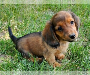 Dachshund Puppy for sale in CLARK, MO, USA