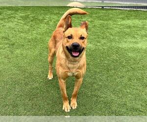 German Shepherd Dog-Unknown Mix Dogs for adoption in Orange, CA, USA