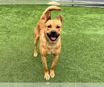 Small German Shepherd Dog Mix