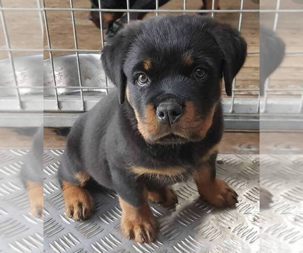 Medium Photo #4 Rottweiler Puppy For Sale in LOS ANGELES, CA, USA