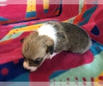 Small Photo #2 Pembroke Welsh Corgi Puppy For Sale in RAMONA, OK, USA