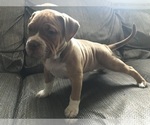 Small Photo #2 American Bully Puppy For Sale in CLEVELAND, OH, USA