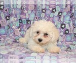 Small Photo #11 Zuchon Puppy For Sale in BLOOMINGTON, IN, USA