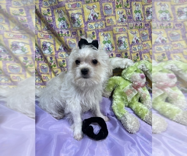 Medium Photo #9 Maltipoo Puppy For Sale in LANCASTER, MO, USA