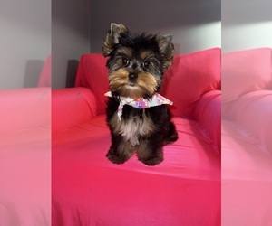 Yorkshire Terrier Puppy for sale in DETROIT, MI, USA