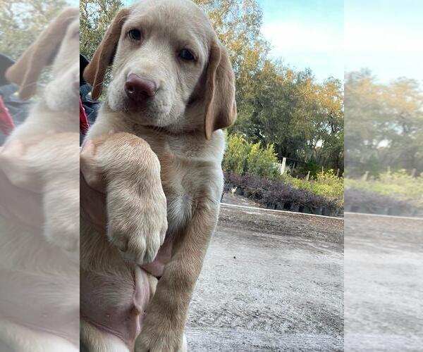Medium Photo #8 Labrador Retriever Puppy For Sale in TAMPA, FL, USA