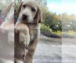 Small Photo #8 Labrador Retriever Puppy For Sale in TAMPA, FL, USA