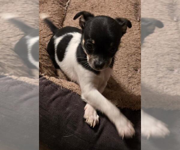 Medium Photo #1 Chihuahua Puppy For Sale in SPRINGFIELD, OH, USA