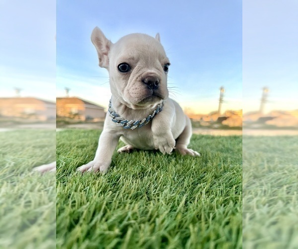 Medium Photo #7 French Bulldog Puppy For Sale in LITITZ, PA, USA