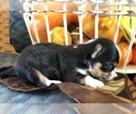 Small #1 Chihuahua