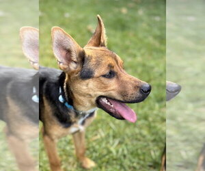 Zion - Female Rottweiler Dog for Adoption - Photo #2