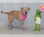 Small #1 American Pit Bull Terrier-Rhodesian Ridgeback Mix