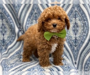 Cavapoo-Poodle (Toy) Mix Puppy for sale in LAKELAND, FL, USA