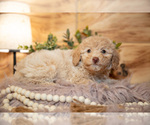 Small #1 Poodle (Miniature)