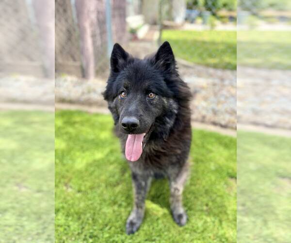 Medium Photo #2 Chow Chow-Dutch Shepherd  Mix Puppy For Sale in Visalia, CA, USA
