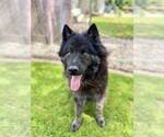 Small #1 Chow Chow-Dutch Shepherd  Mix