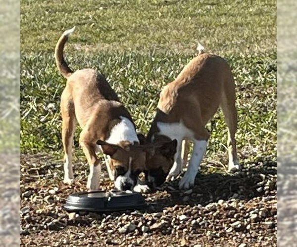 Medium Photo #4 Boxer-Unknown Mix Puppy For Sale in Burnsville, MN, USA