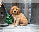 Puppy Nick Cocker Spaniel