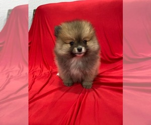 Pomeranian Puppy for sale in WEST HOLLYWOOD, CA, USA