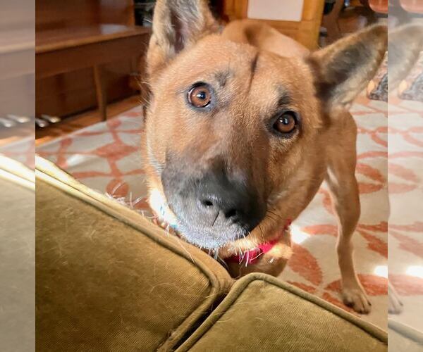 Medium Photo #1 Mutt Puppy For Sale in Princeton, MN, USA