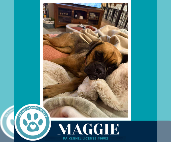Medium Photo #2 Boxer-Unknown Mix Puppy For Sale in Kimberton, PA, USA