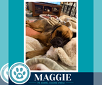 Small #1 Boxer Mix