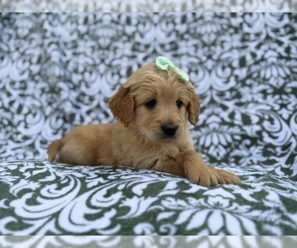 Medium Photo #8 Goldendoodle Puppy For Sale in LAKELAND, FL, USA