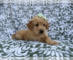 Small #7 Goldendoodle