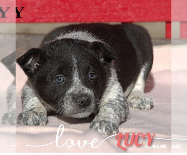 Medium Photo #20 Australian Cattle Dog-Border Collie Mix Puppy For Sale in CLARE, MI, USA