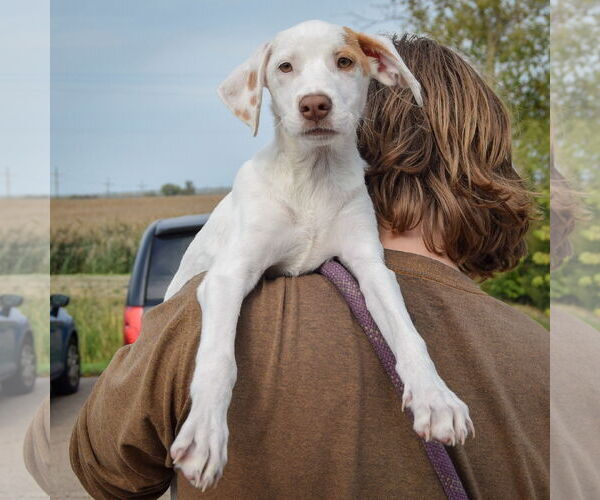 Medium Photo #5 Borador Puppy For Sale in Huntley, IL, USA