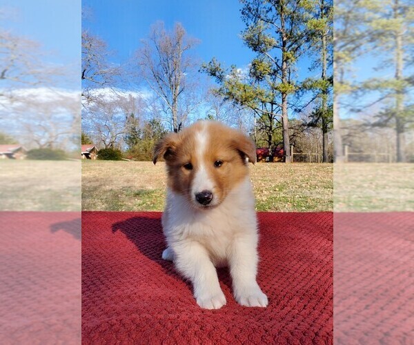 Medium Photo #5 Collie Puppy For Sale in CENTERTOWN, TN, USA