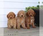 Small #1 Poodle (Miniature)