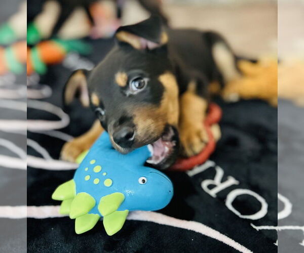 Medium Photo #3 American Pit Bull Terrier-Unknown Mix Puppy For Sale in Dana Point, CA, USA