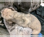 Small Photo #1 Great Dane Puppy For Sale in MOUNTAIN HOME, ID, USA