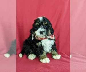 Miniature Bernedoodle Puppy for sale in OXFORD, PA, USA