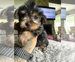 Small #8 Yorkshire Terrier